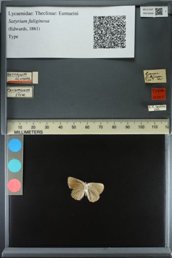 Media type: image;   Entomology 16009